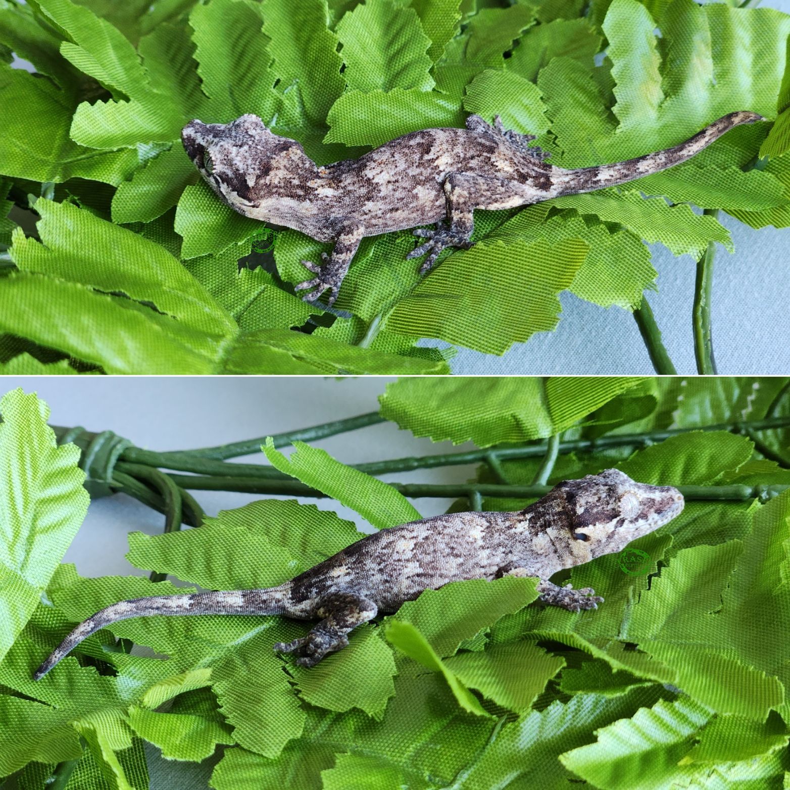 Gargoyle Gecko / Gecko Gargouille Fraser Reptiles